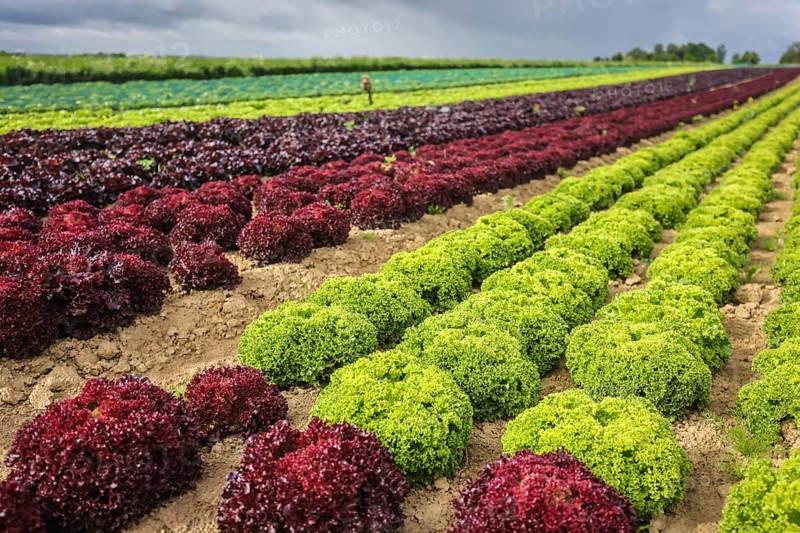 Soest, Sauerland, North Rhine-Westphalia, Germany - Vegetable cultivation, lettuce plants grow in rows in the field, oak leaf lettuce (Lactus sativa var. crispa), also known as oak leaf lettuce or American lettuce, and Lollo Bianco and Lollo Rosso