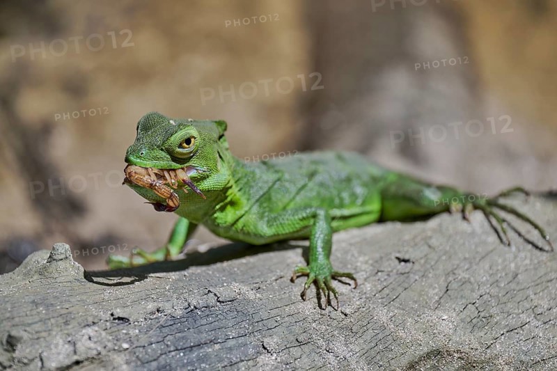 Frontal lobe basilisk female eats scorpion (Basiliscus plumifrons) Costa Rica