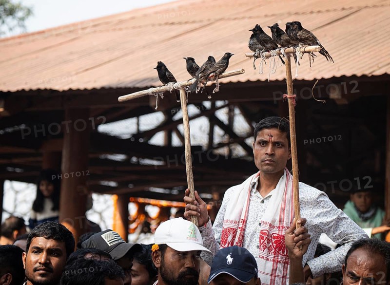 Hajo, India. 15 January 2024. Bird owners hold red-vented bulbuls before fighting during a traditional bird fighting game on the occasion of Magh Bihu or Bhogali Bihu at Hayagrib Madhab temple