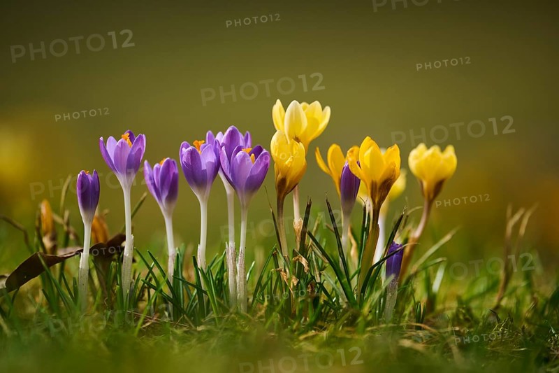 Spring Crocus or Giant Crocus (Crocus cultivars) flowering colourful in spring on a meadow, Bavaria, Germany, Europe