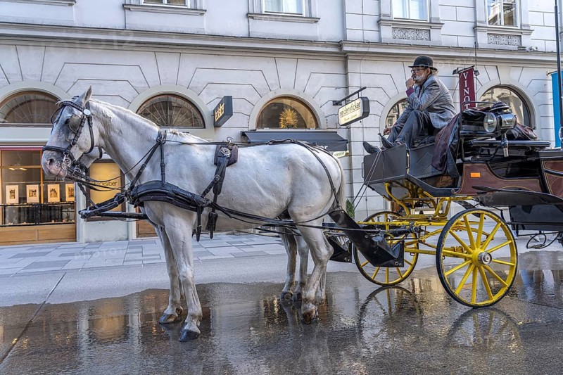 Coachman waiting for customers, Vienna, Austria, Europe