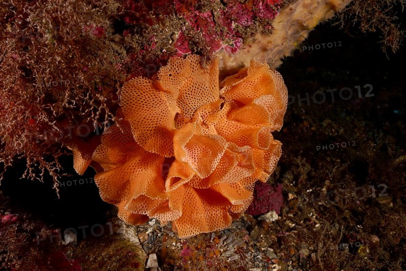 Orange-coloured coral-like structure with net texture, Neptune veil (Reteporella grimaldii) (Reteporella septentrionalis), on the seabed, dive site Cap de Creus Marine Reserve, Rosas, Costa Brava, Spain, Mediterranean Sea, Europe