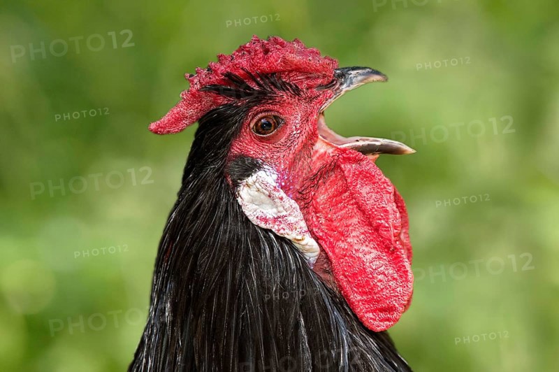 Rooster of the Alsatian hen breed (Gallus gallus f. dom.), blue-fringed colour, with a rose comb that tapers backwards like a thorn, a red face, white ear discs and a small beak, Alsace, France, Europe