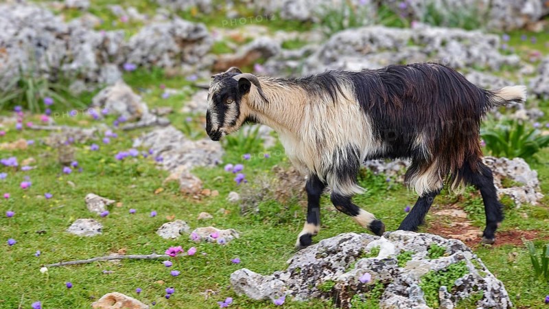 Black and white goat roaming over rocky terrain with green vegetation and flowers, sheep (e) or goat (n), ovis, caprae, Crete, Greek Islands, Greece, Europe