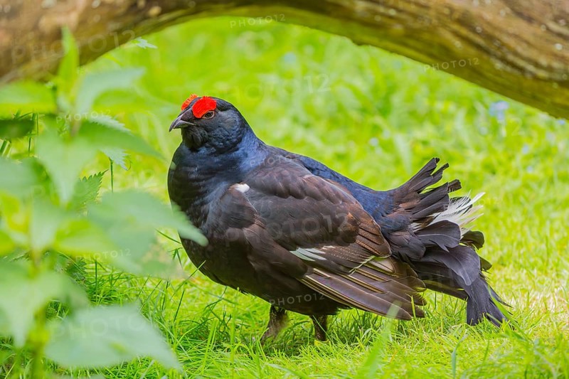 A male Black Grouse (Tetrao tetrix) during courtship display