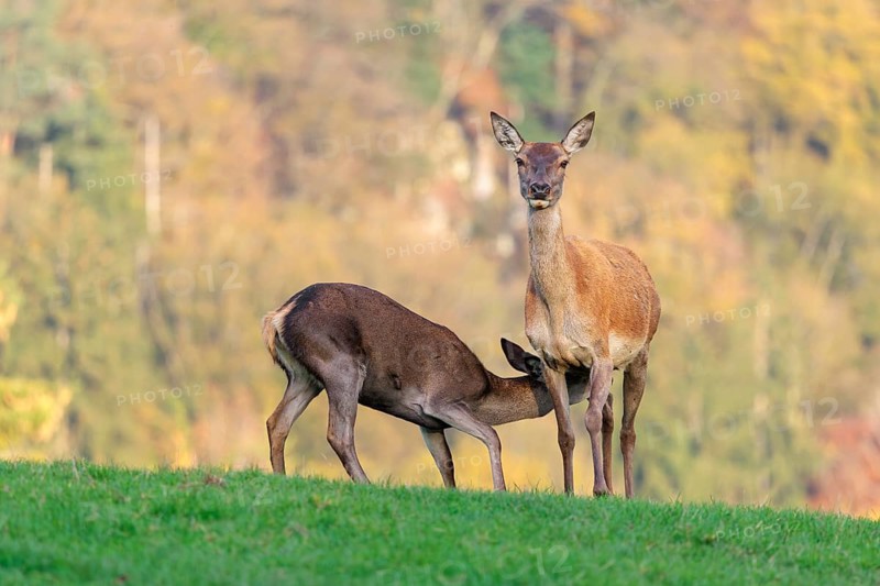 An adult red deer hind (Cervus elaphus) nurses her calf in a meadow in the beautiful morning light. A forest with autumn leaves can be seen in the background