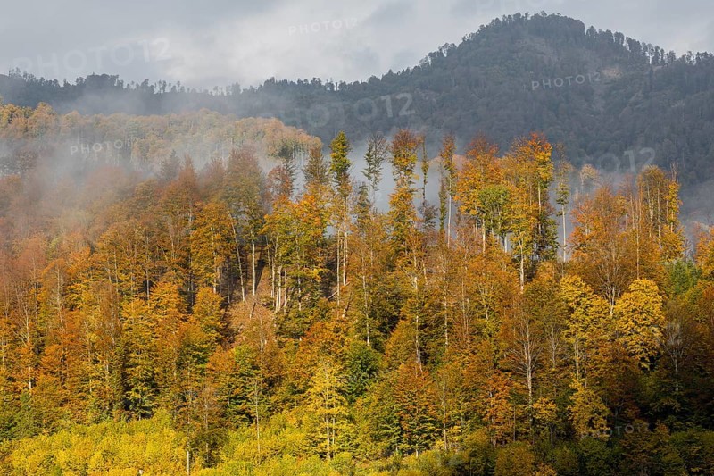 At lake Almsee. A forest in full fall foliage and some fog above it