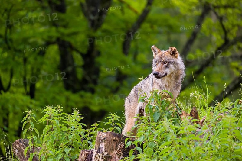 A eurasian gray wolf (Canis lupus lupus) stands on a grassy hill with a green forest in the background