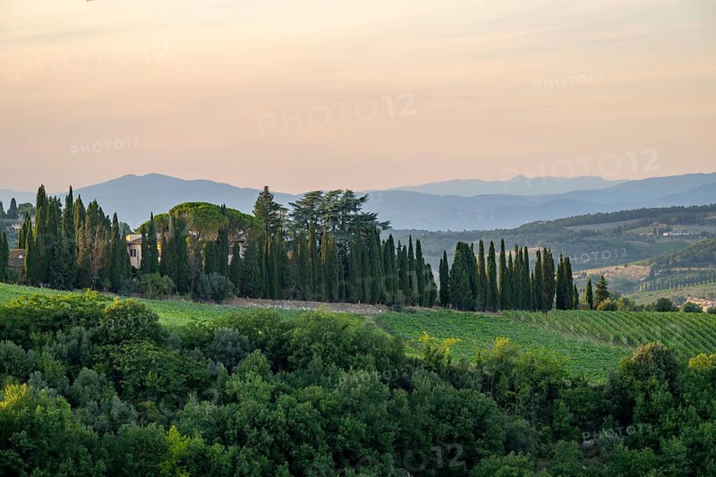 Tuscan landscape next to greve in Chianti and Montefioralle, country estate with vineyards, forests, olive trees and cypresses in Chianti, sunset, Chianti Region, Tuscany, Italy, Europe