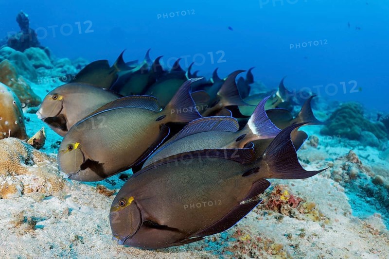 Shoal of Bloch's surgeonfish (Acanthurus blochii) grazing sandy bottom for food, Great Barrier Reef, Unesco World Heritage Site, Coral Sea, Coral Sea, Pacific Ocean, Cairns, Queensland, Australia, Oceania