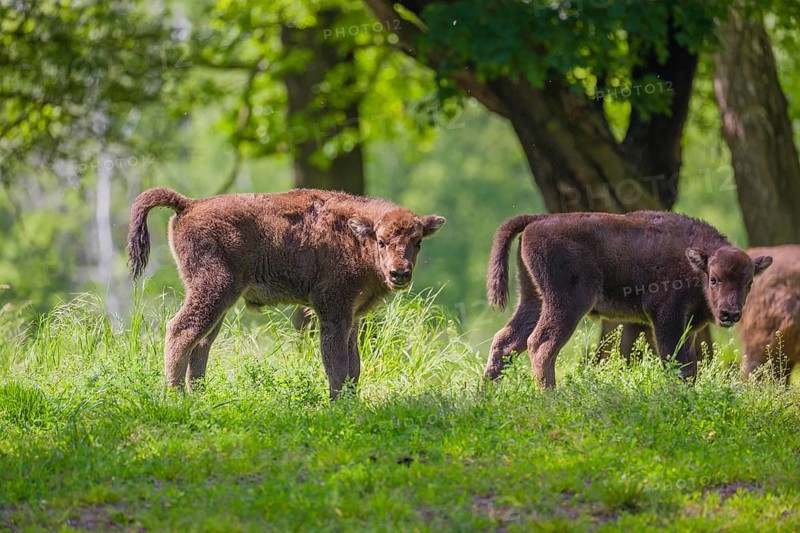 Two European bison calves (Bison bonasus) stand in a forest