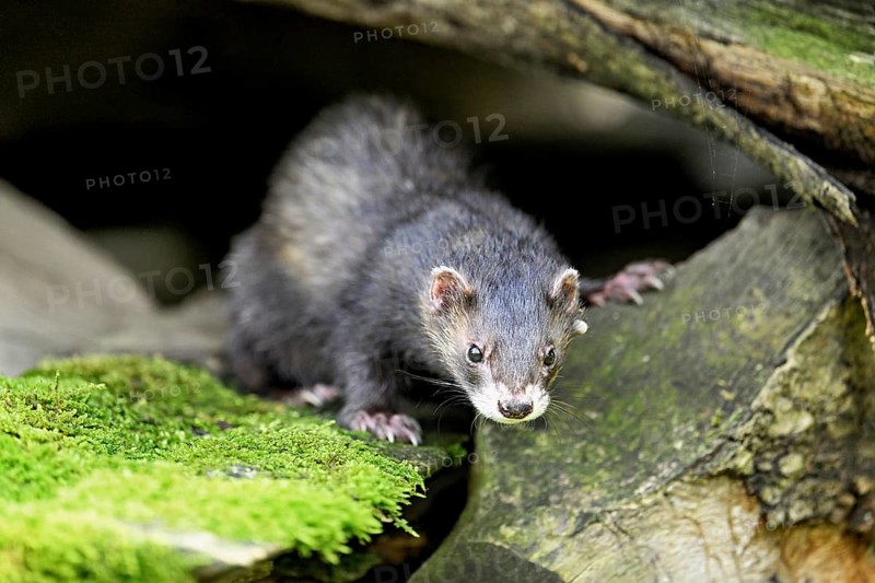 European polecat (Mustela putorius) or forest polecat, standing on woodpile, captive, Switzerland, Europe