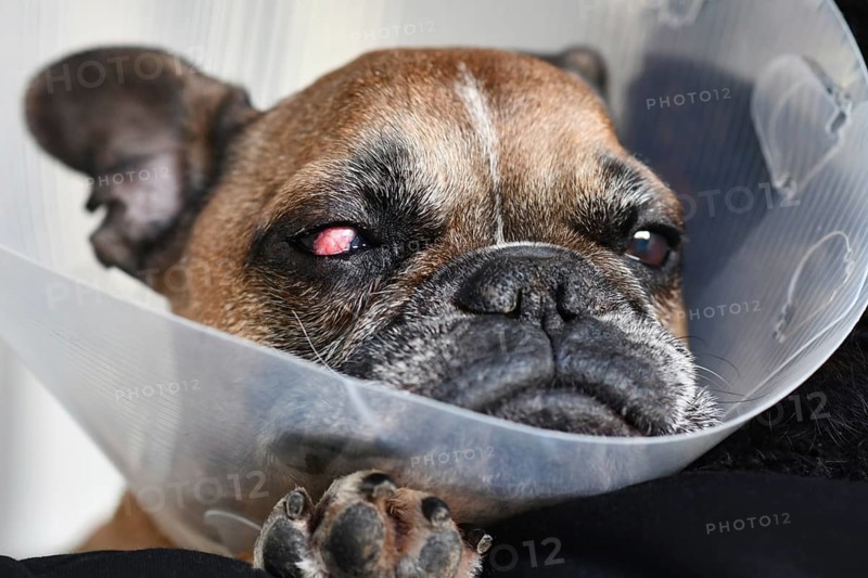 French Bulldog dog with surgical implanted conjunctival flap covering eye used as treatment of deep corneal injury