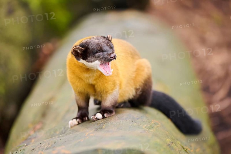 Yellow-throated marten (Martes flavigula) on an old tree trunk, Germany, Europe