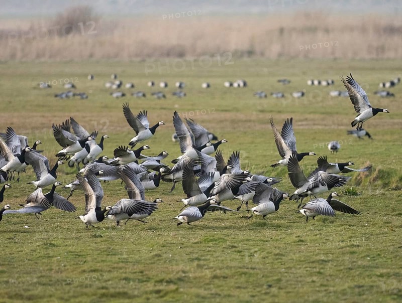 Barnacle Geese (Branta leucopsis), flock of adult birds on a field, taking off in flight, island of Texel, Holland