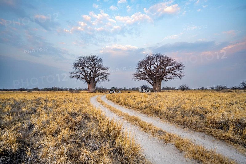 Road, track between yellow dry grass leads to baobabs, Nxai Pan National Park, Botswana, Africa