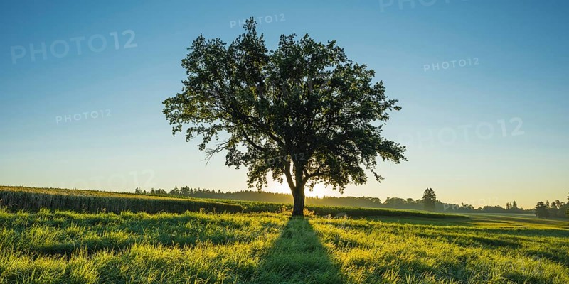Old English oak (Quercus robur), Swabian Alb, Baden-Württemberg, Germany, Europe