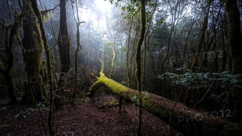 Cloud forest, laurel forest, Garajonay National Park, UNESCO World Heritage Site, La Gomera, Canary Islands, Spain, Europe