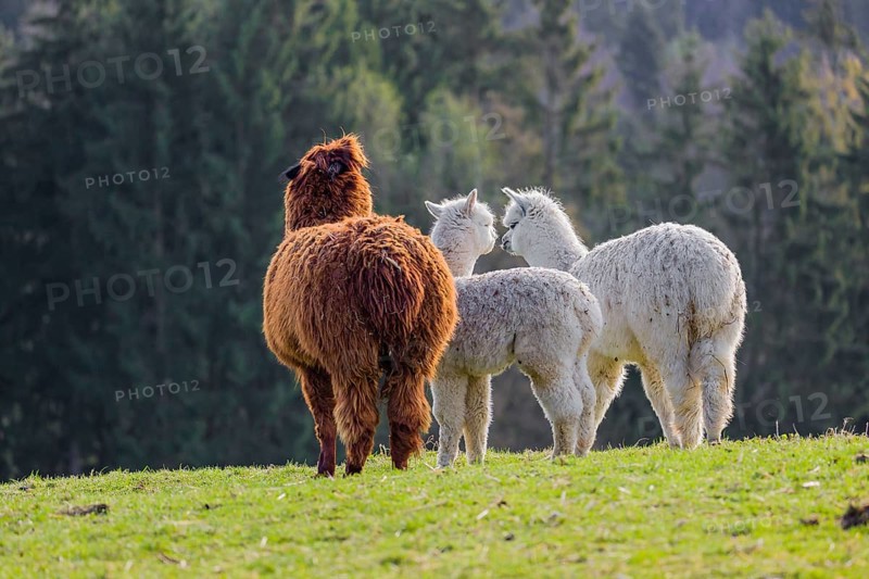 A brown female Alpaca (Vicugna pacos) and two white young stand on a green meadow . A forest is in the distant background
