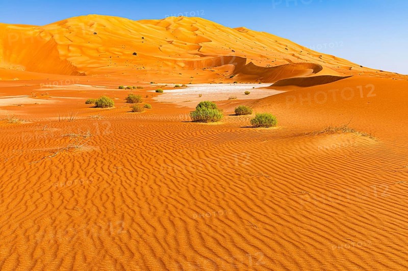 Wind-sculpted curved sand dunes with green vegetation, in the Rub al Khali desert, Dhofar province, Arabian Peninsula, Sultanate of Oman