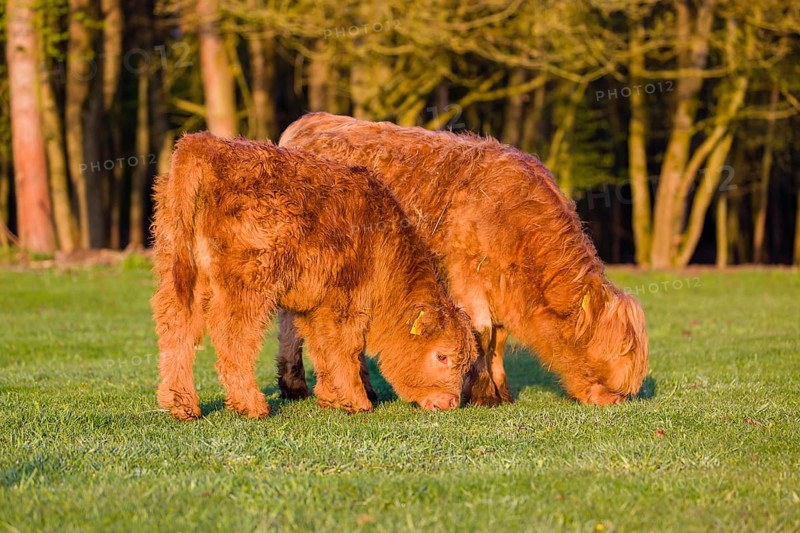 Two Highland calves (Bos primigenius) taurus) graze on a pasture at a forest edge
