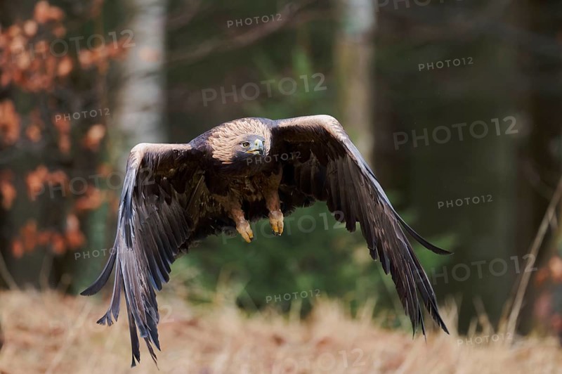 Golden eagle in flight (Aquila chrysaetos) Bavaria, Germany, Europe