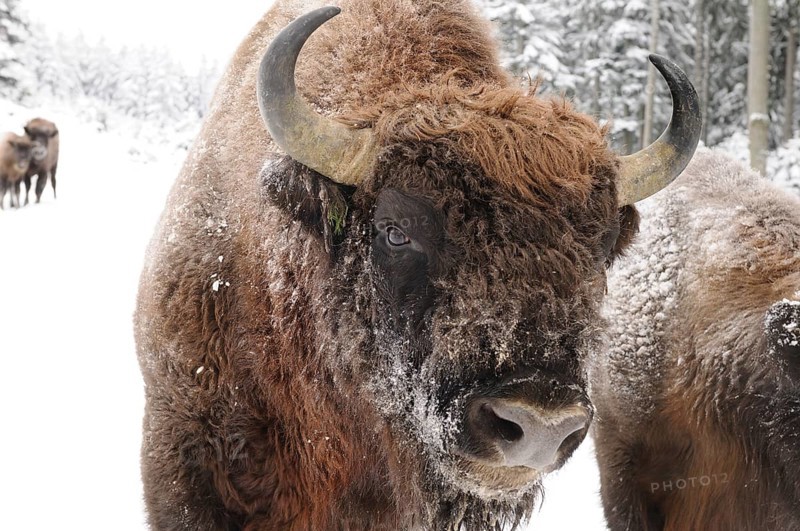 Bison in a snowy forest, fur and horns covered with snow, bison (Bos bonasus), Bavarian Forest National Park, Bavaria