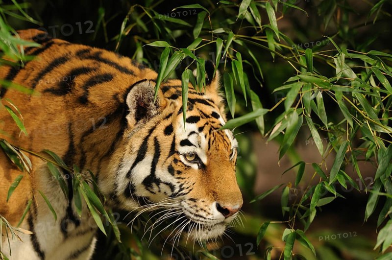 A tiger treading carefully through dense bamboo vegetation, Siberian tiger (Panthera tigris altaica), captive, occurring in Russia, North Korea and China