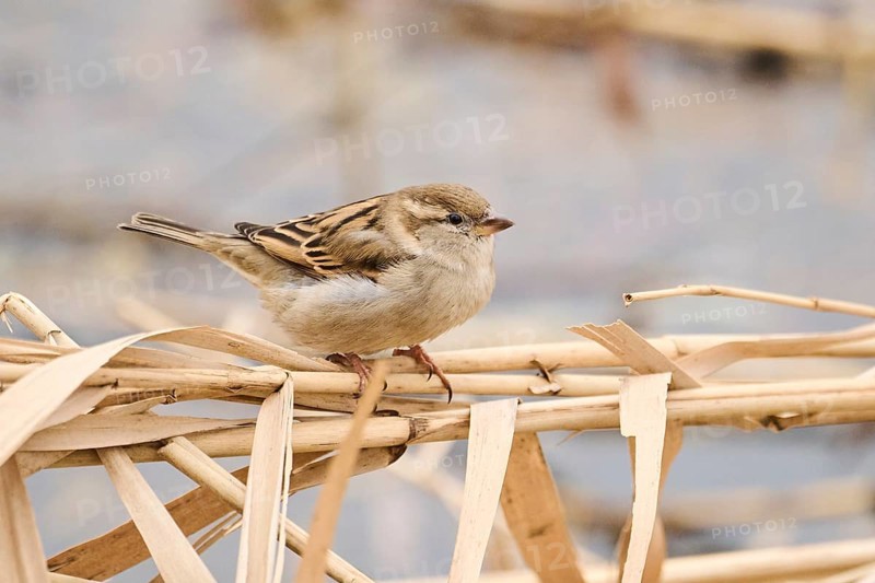 House sparrow (Passer domesticus) sitting on a reed, Bavaria, Germany, Europe