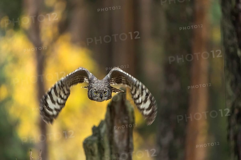 One spotted eagle-owl (Bubo africanus) flying thru a forest. Trees and leaves in the background