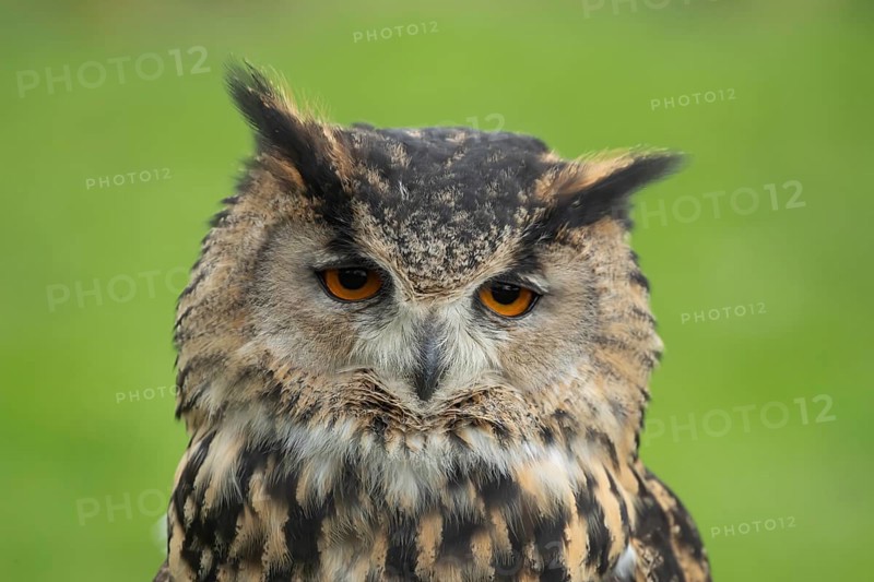Indian eagle owl (Bubo bengalensis) adult bird head portrait, England, United Kingdom - Captive