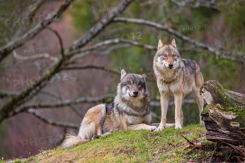 Two eurasian gray wolves (Canis lupus lupus), the alpha couple, stand on top of a small hill