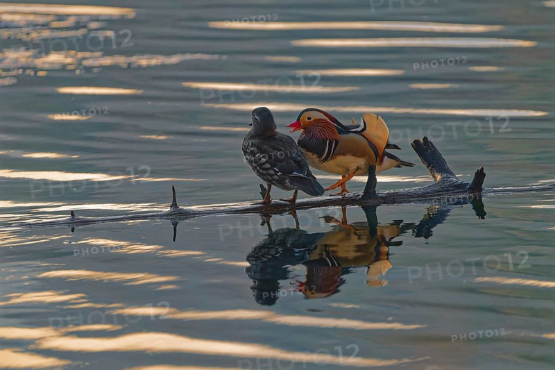Mandarin ducks (Aix galericulata), male and female, standing on tree trunk, reflection, Hechtsee, Kufstein, Tyrol, Austria, Europe