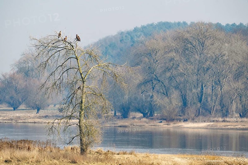 Three eagles sitting on a lonely tree on the riverbank under a cloudy sky, Elbe, Mödlich, Dreiländereck, Lower Saxony, Brandenburg, Germany, Europe