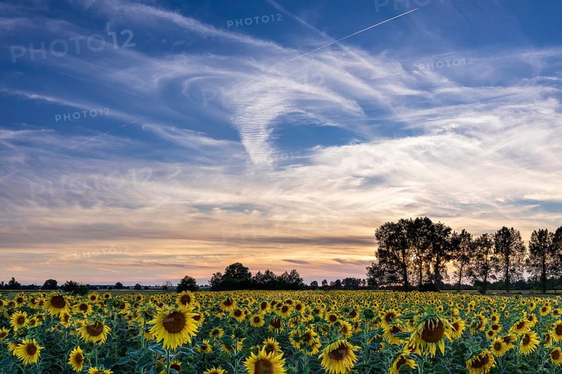 Field of blooming sunflowers (Helianthus annuus) at sunset, Großenhain, Saxony, Germany, Europe