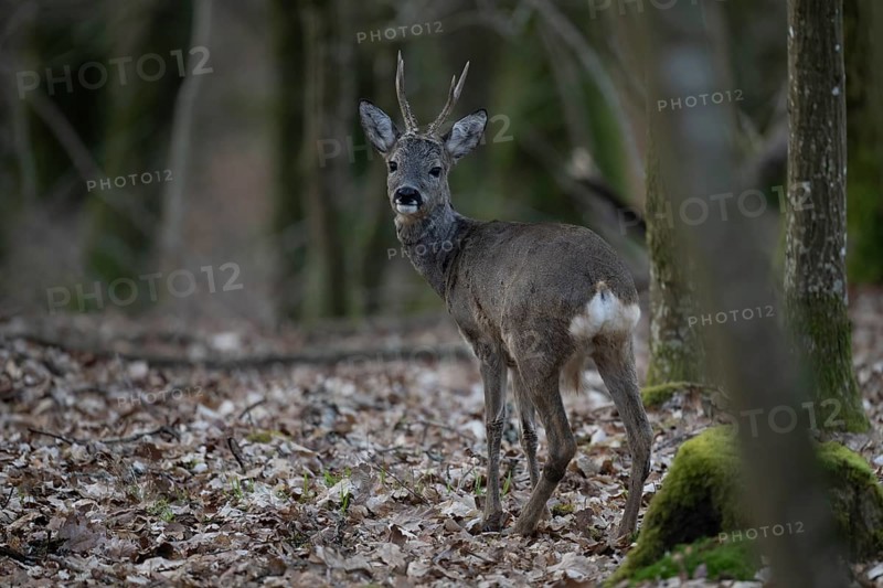 Roebuck (Capreolus capreolus) in spring, Wittlich, Rhineland-Palatinate, Germany, Europe