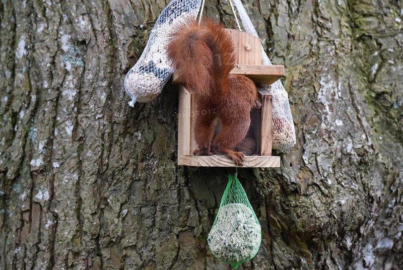 Squirrel, (Sciurus) fetches nuts from the feeder
