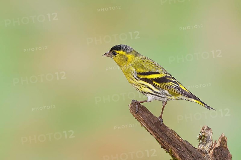 Siskin (Carduelis spinus), male sitting on a branch overgrown with moss, Wilnsdorf, North Rhine-Westphalia, Germany, Europe