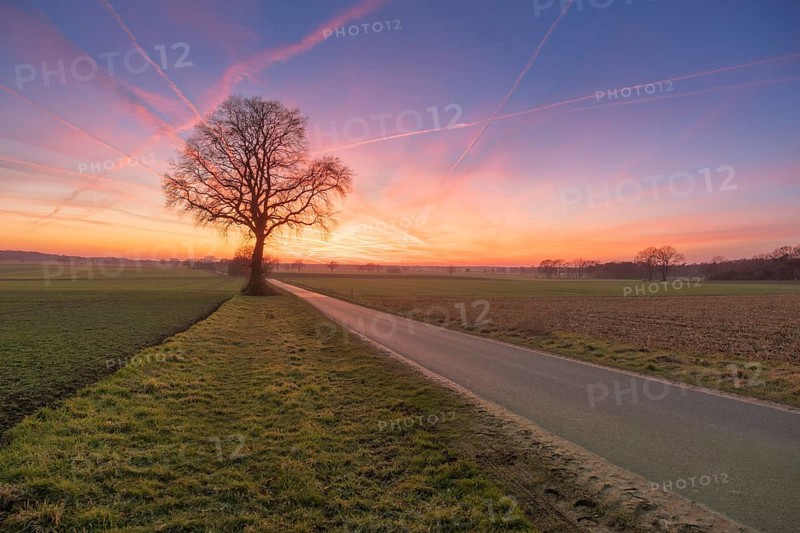 View along a road to a solitary tree in an agricultural environment with blue sky streaked with vapour trails at sunset, Schneeren, Neustadt am Rübenberge, Hanover Region, Lower Saxony, Germany, Europe