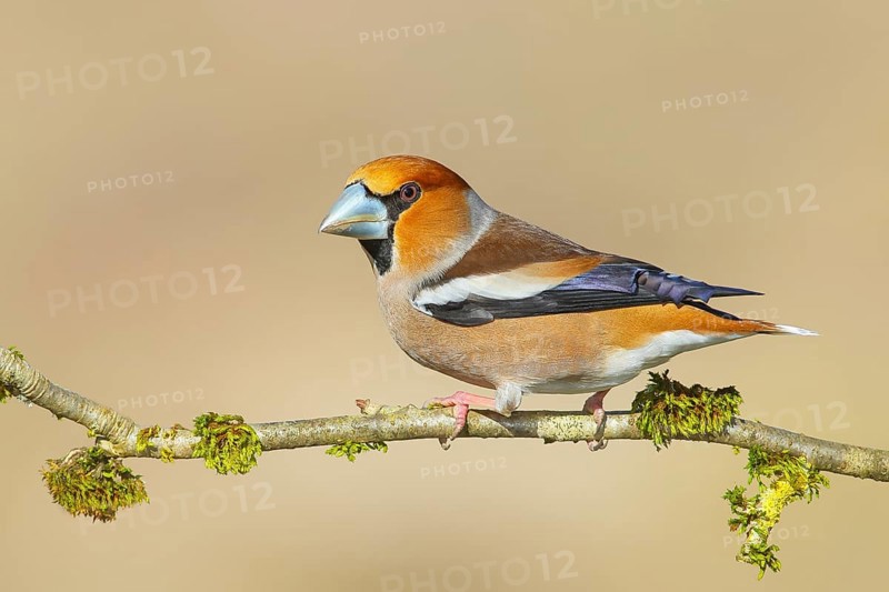 Hawfinch (Coccothraustes coccothraustes), male, with blue decorative feathers and grey-blue beak, sitting on a branch overgrown with moss, wildlife, plumage, animals, finches, birds, Siegerland, North Rhine-Westphalia, Germany, Europe