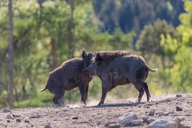 Two wild boar or wild pig (Sus scrofa) fighting on an opening with a green forest in the background. Backlit with a trail of dust