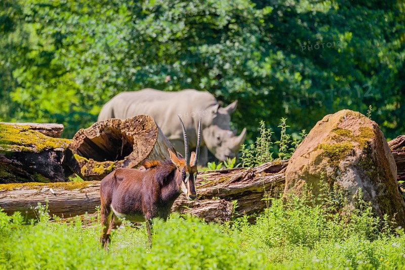 A male Sable antelope, Hippotragus niger stands on a hilly green meadow at a forest edge. A white rhino stands in the background
