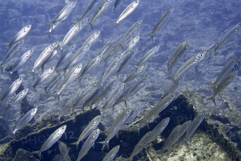 A dense school of boops boops swimming through clear water, dive site wreck of the Condesito, Las Galletas, Tenerife, Canary Islands, Spain, Europe