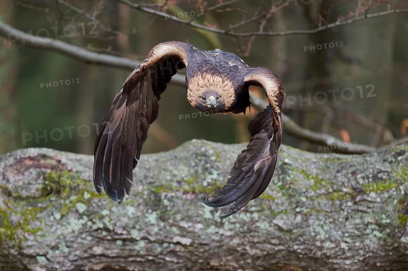 Golden eagle in flight (Aquila chrysaetos) Bavaria, Germany, Europe