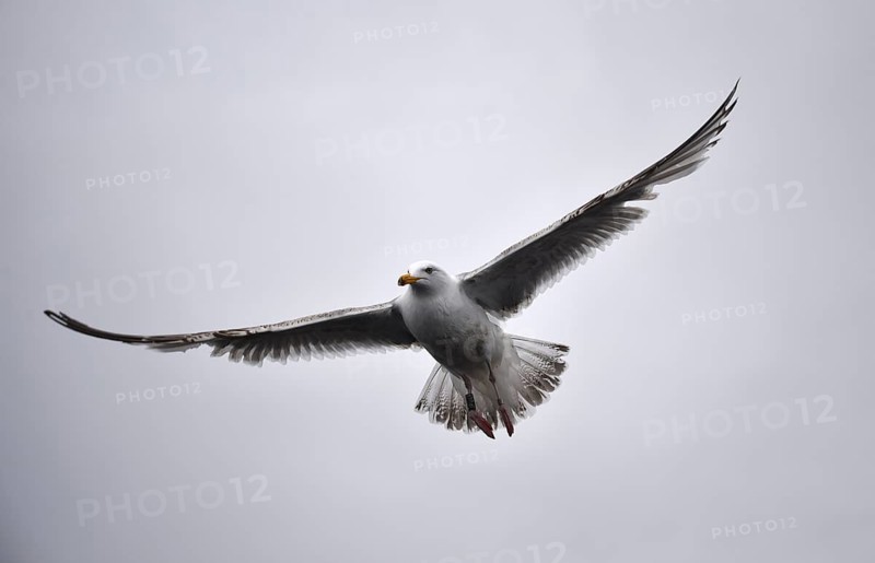 Mew Gull, (Larus canus) in flight in Norway