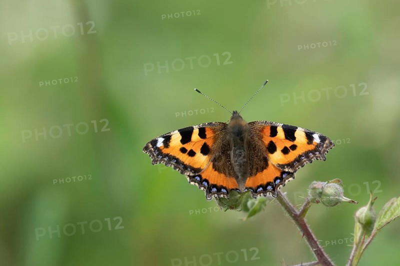 Small tortoiseshell butterfly (Aglais urticae) adult insect feeding on a Bramble flower in summer, England, United Kingdom, Europe