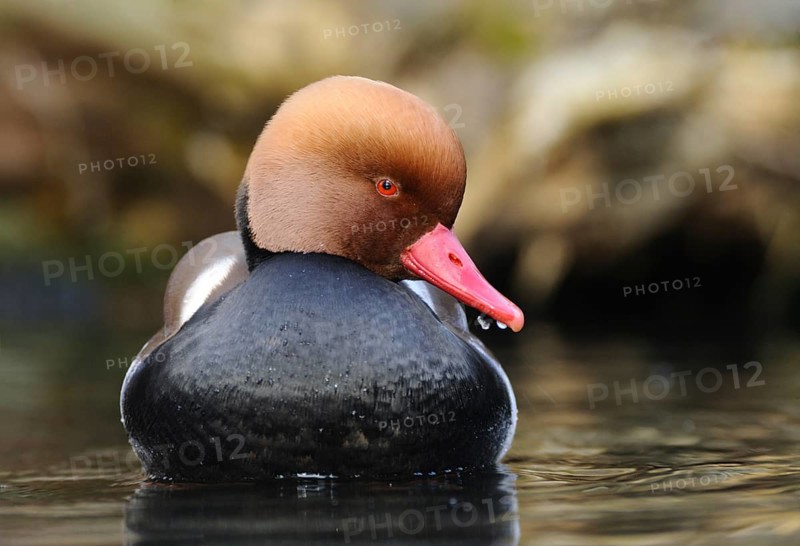 Front view of a duck with a red beak floating on the water, red-crested pochard (Netta rufina), Franconia