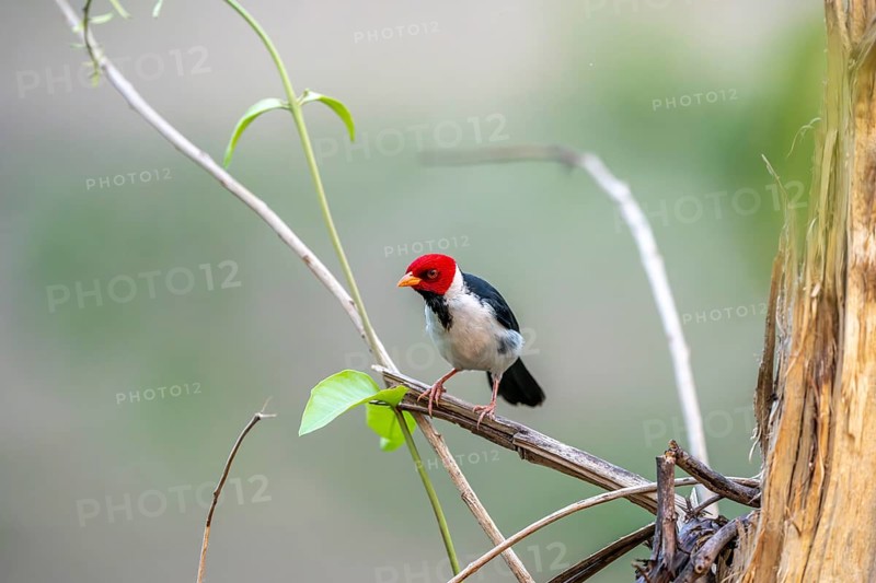 Yellow-billed Tanager (Paroaria capitata), South Pantanal, Corumbá, Albuquerque, Mato Grosso do Sul, Brazil, South America