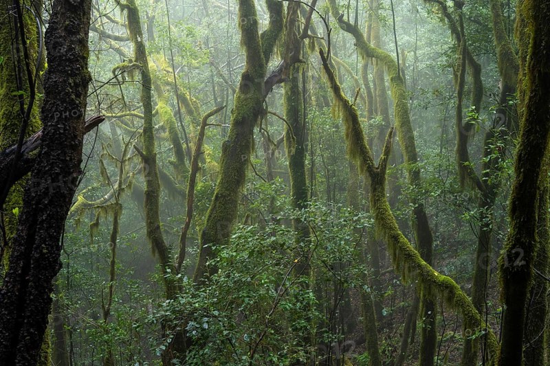 Laurel trees with mosses and lichens in the cloud forest. Foggy weather. Garajonay National Park, La Gomera, Canary Islands, Spain, Europe