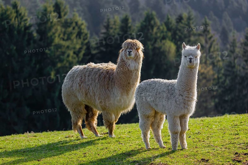A white adult female Alpaca (Vicugna pacos) and a white young stand on a green meadow . A forest is in the distant background